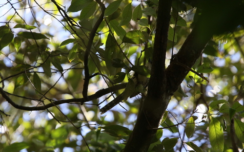 Grey-crowned Crocias (Laniellus langbianis), photo 7