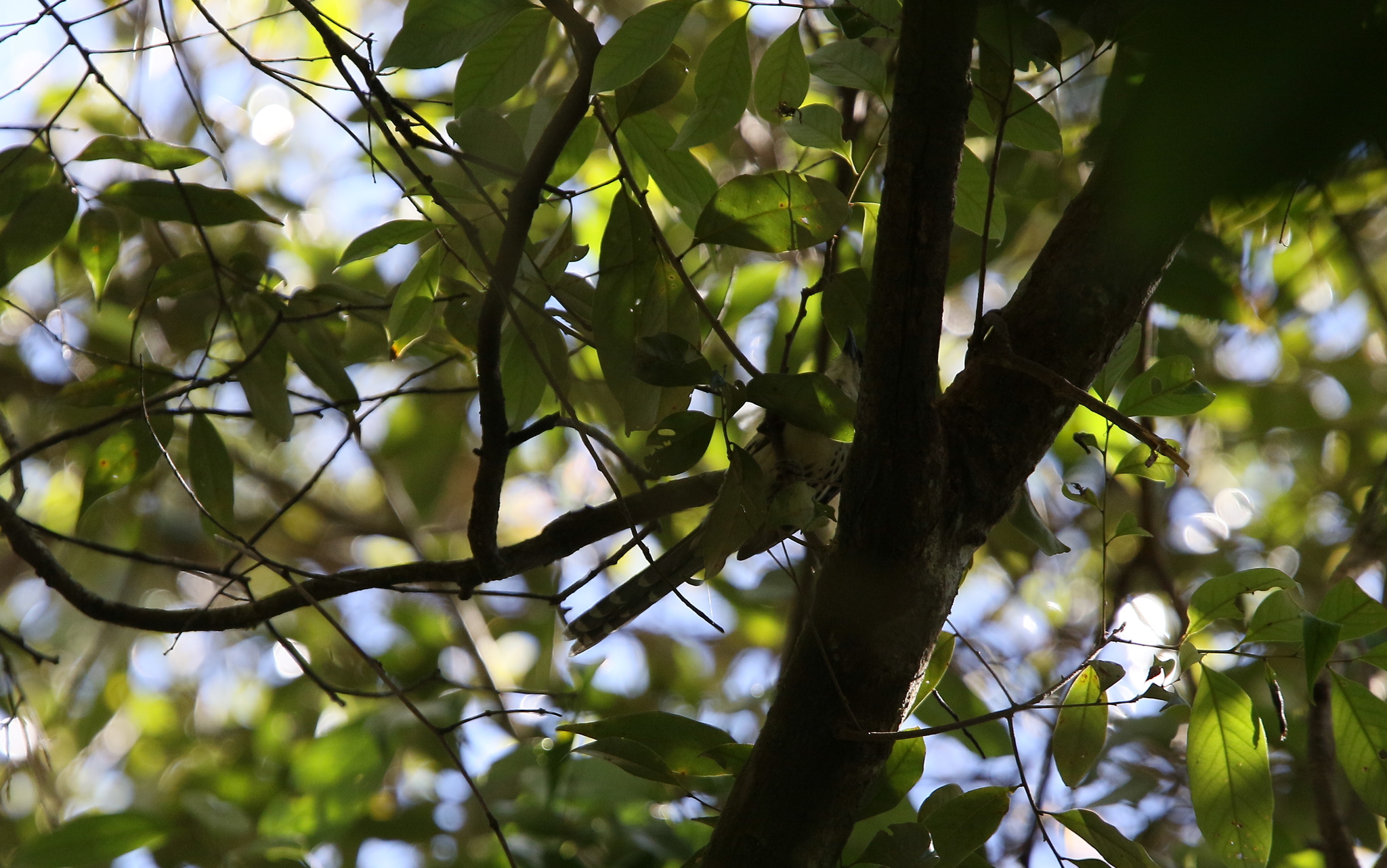 Grey-crowned Crocias illustration