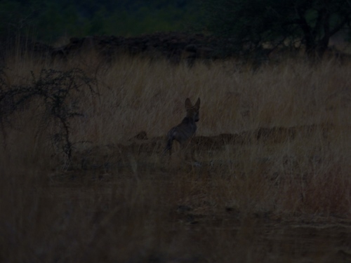 Persian and Indian Wolf