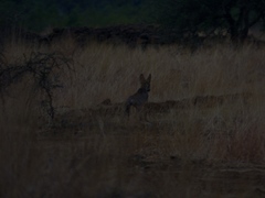 Canis lupus pallipes