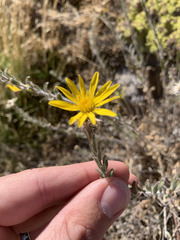Heterotheca marginata