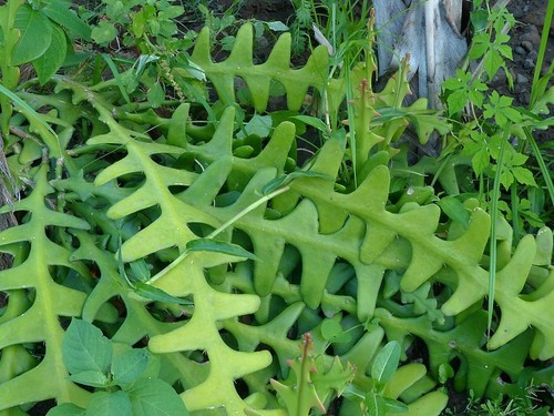Selenicereus anthonyanus