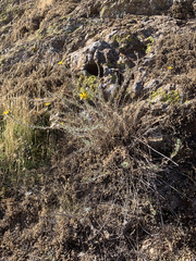 Heterotheca marginata