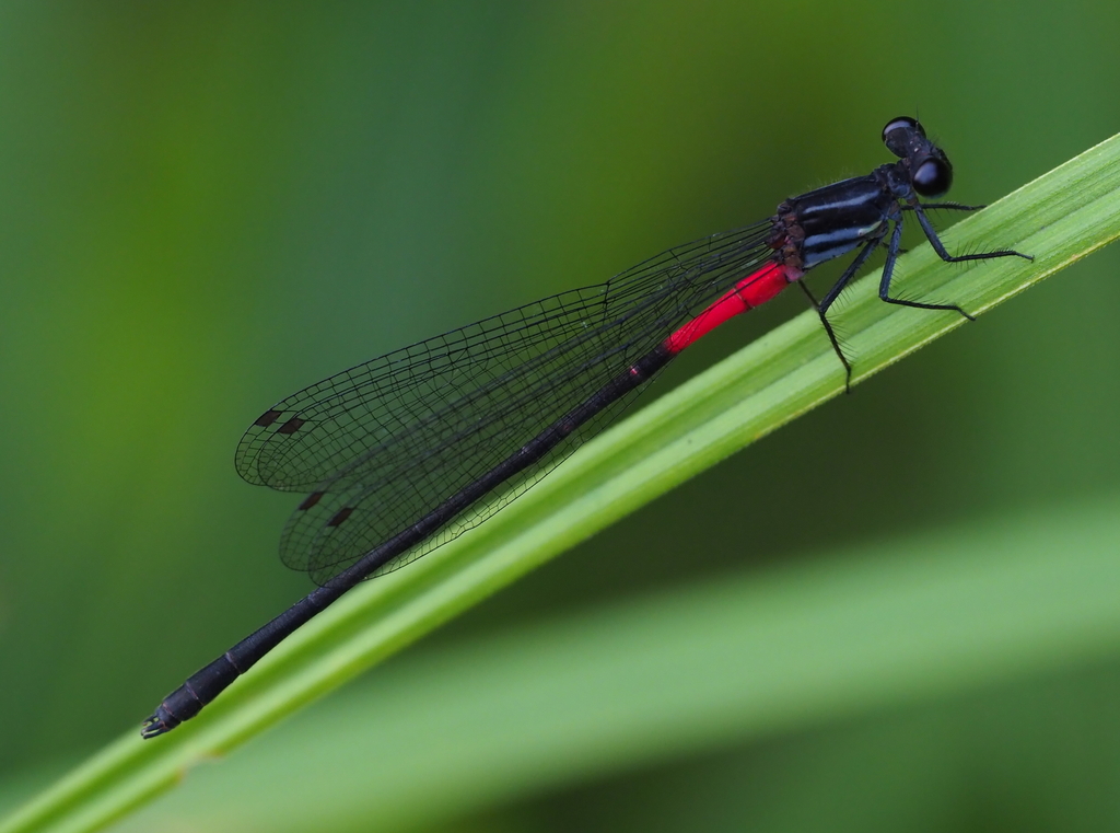Calicnemia haksik
