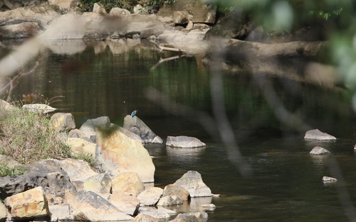 Blyth's Kingfisher (Alcedo hercules), photo 5