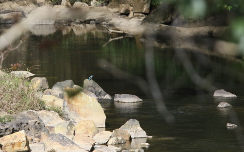 Blyth's Kingfisher (Alcedo hercules), photo 7