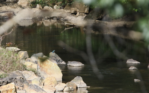 Blyth's Kingfisher (Alcedo hercules), photo 8
