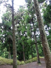 Cryptomeria japonica image