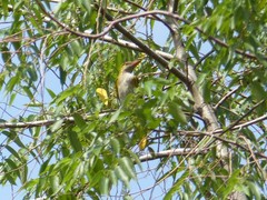 Oriolus auratus