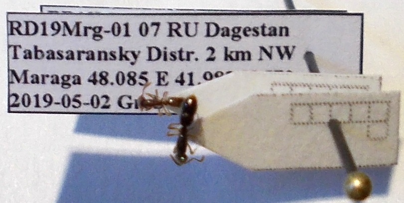 Ponera coarctata