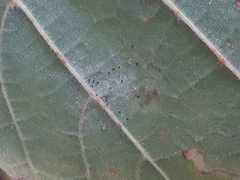 Phyllactinia guttata