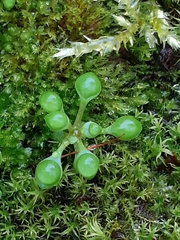 Saxifraga tridactylites