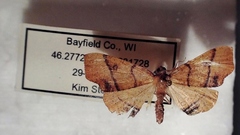 Plagodis phlogosaria