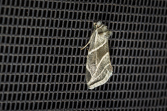 Plagiomimicus tepperi