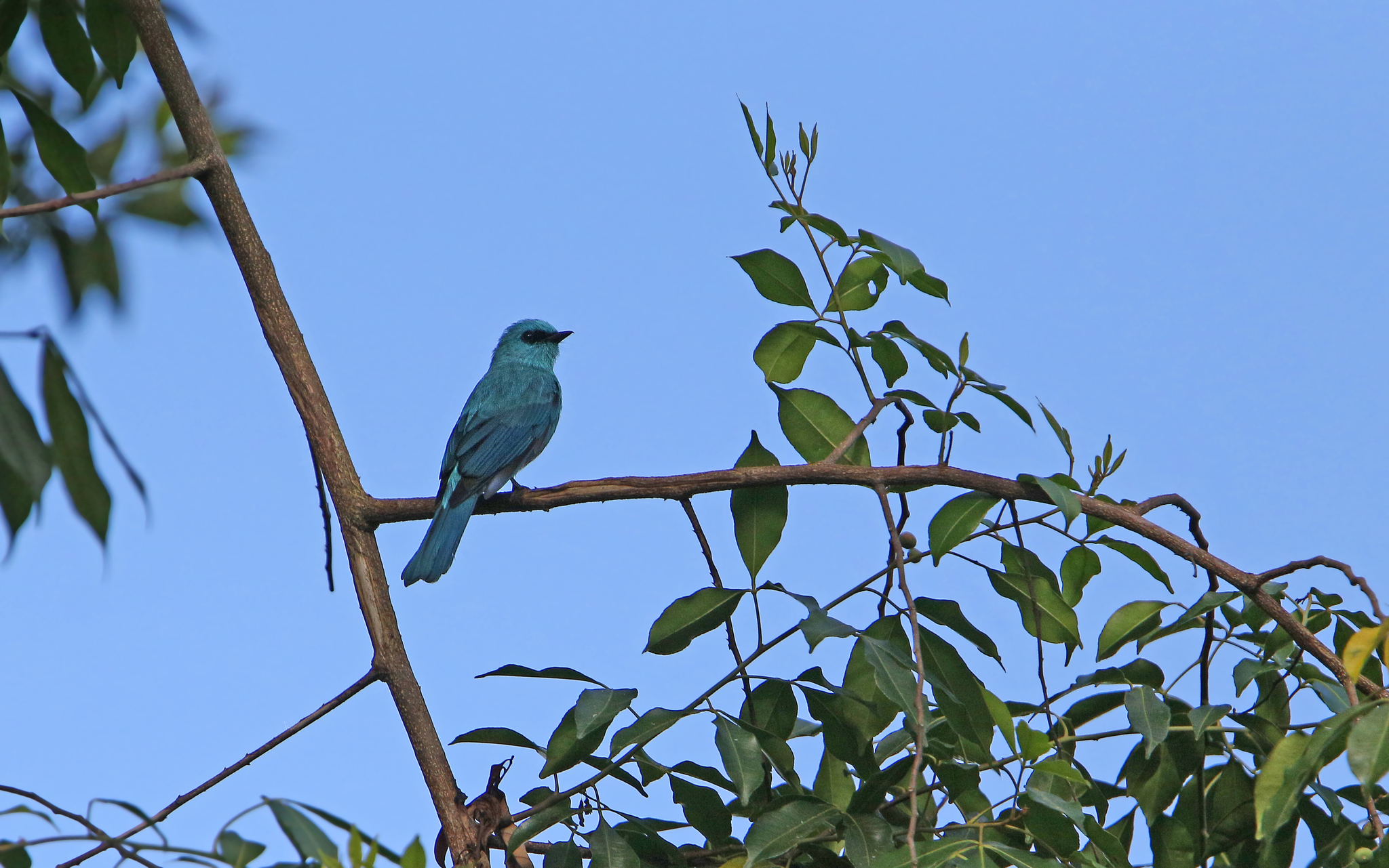 Verditer Flycatcher