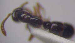 Ponera coarctata