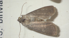 Euxoa birivia