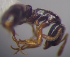 Ponera coarctata