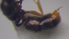 Ponera coarctata