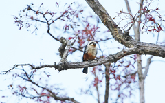 Microhierax caerulescens
