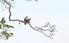 Microhierax caerulescens