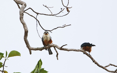 Microhierax caerulescens