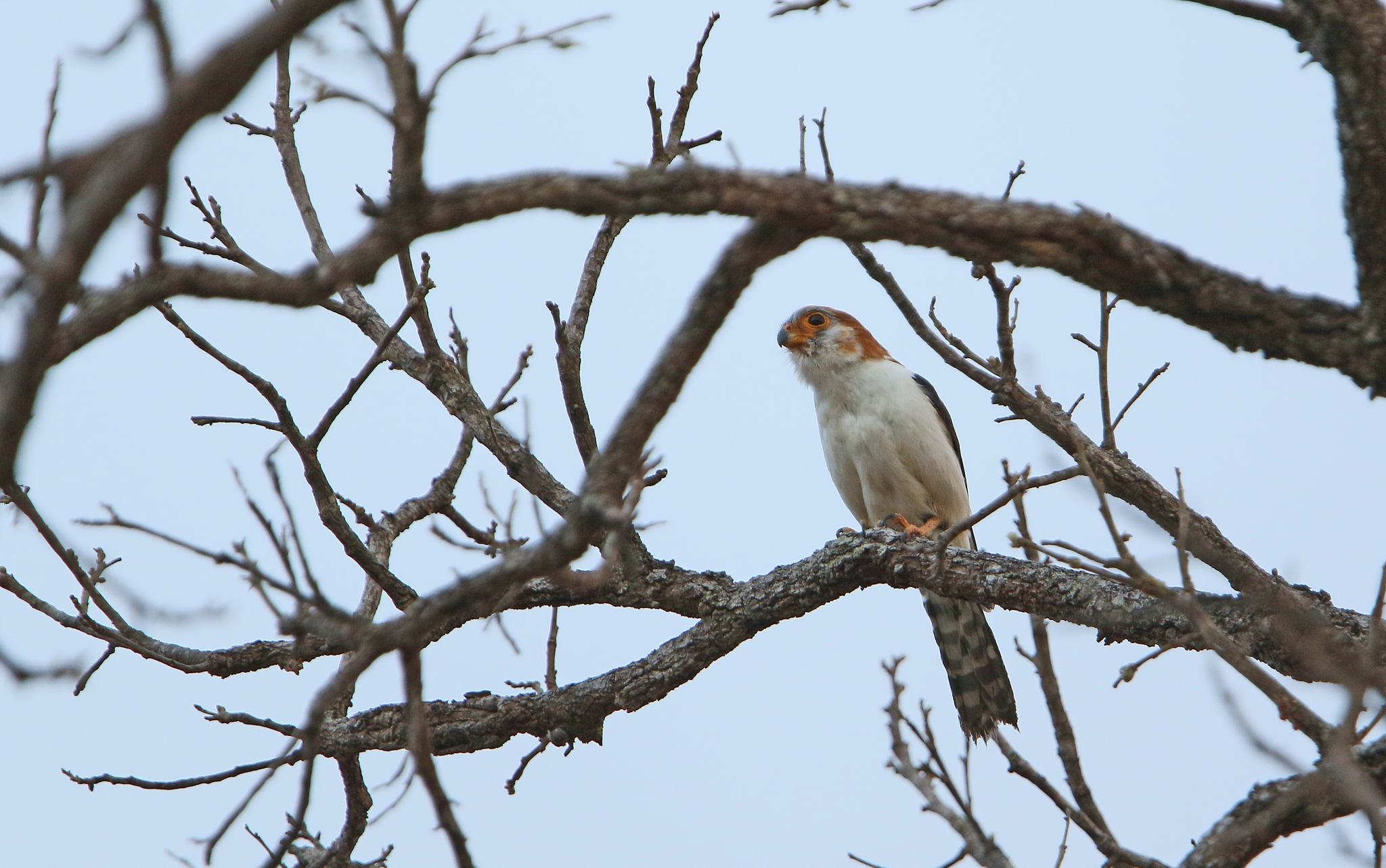 White-rumped Falcon illustration