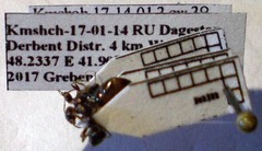 Proformica epinotalis