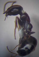 Proformica epinotalis