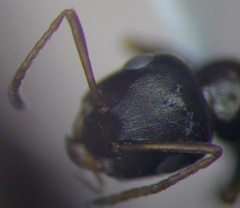 Proformica epinotalis