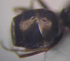 Proformica epinotalis