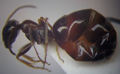 Proformica epinotalis