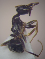 Proformica epinotalis