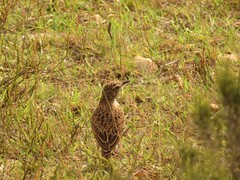 Certhilauda curvirostris brevirostris
