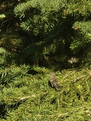 Spinus pinus