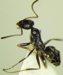 Proformica epinotalis