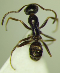 Proformica epinotalis