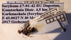 Proformica epinotalis