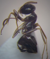 Proformica epinotalis