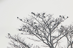 Treron phoenicopterus