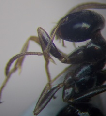 Proformica epinotalis