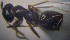 Proformica epinotalis