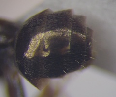 Proformica epinotalis