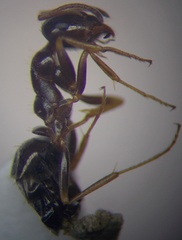Proformica epinotalis