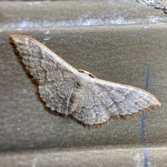 Idaea coercita
