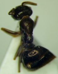 Proformica epinotalis