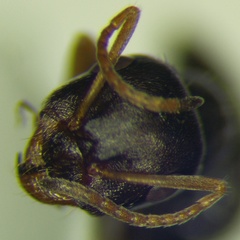 Proformica epinotalis