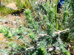 Aspalathus eustonbrownii