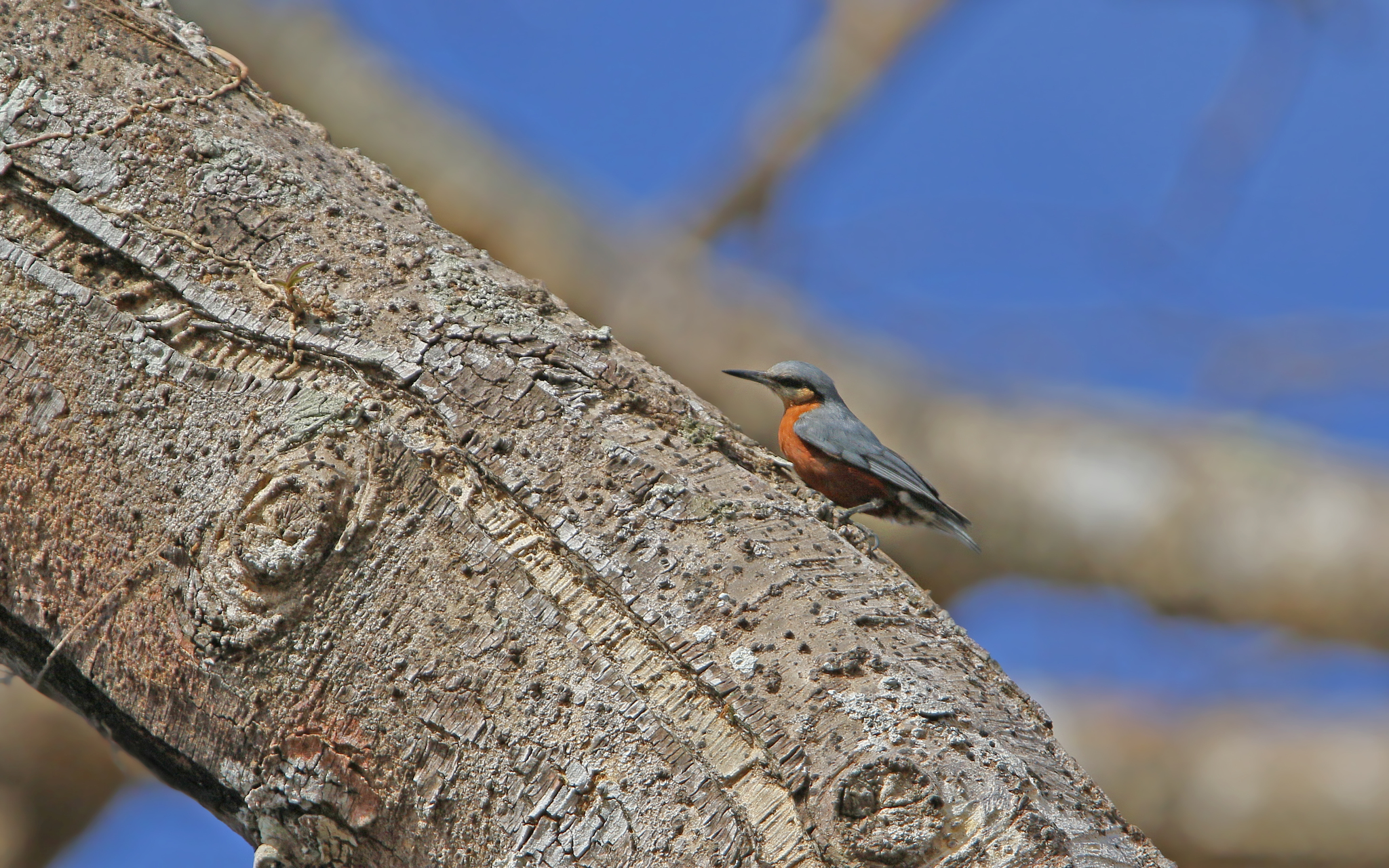 Burmese Nuthatch (Sitta neglecta), photo 7
