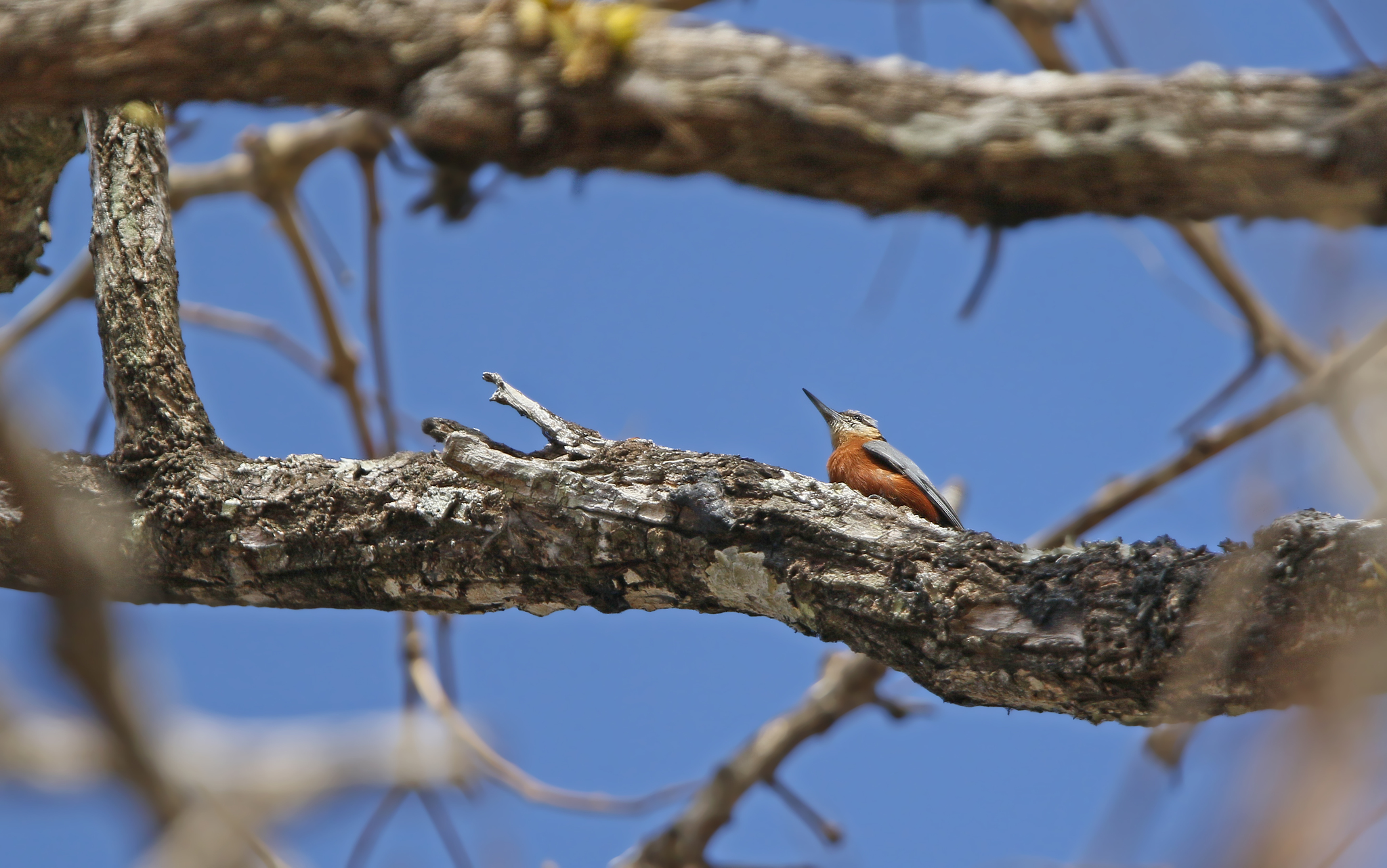 Burmese Nuthatch (Sitta neglecta), photo 8